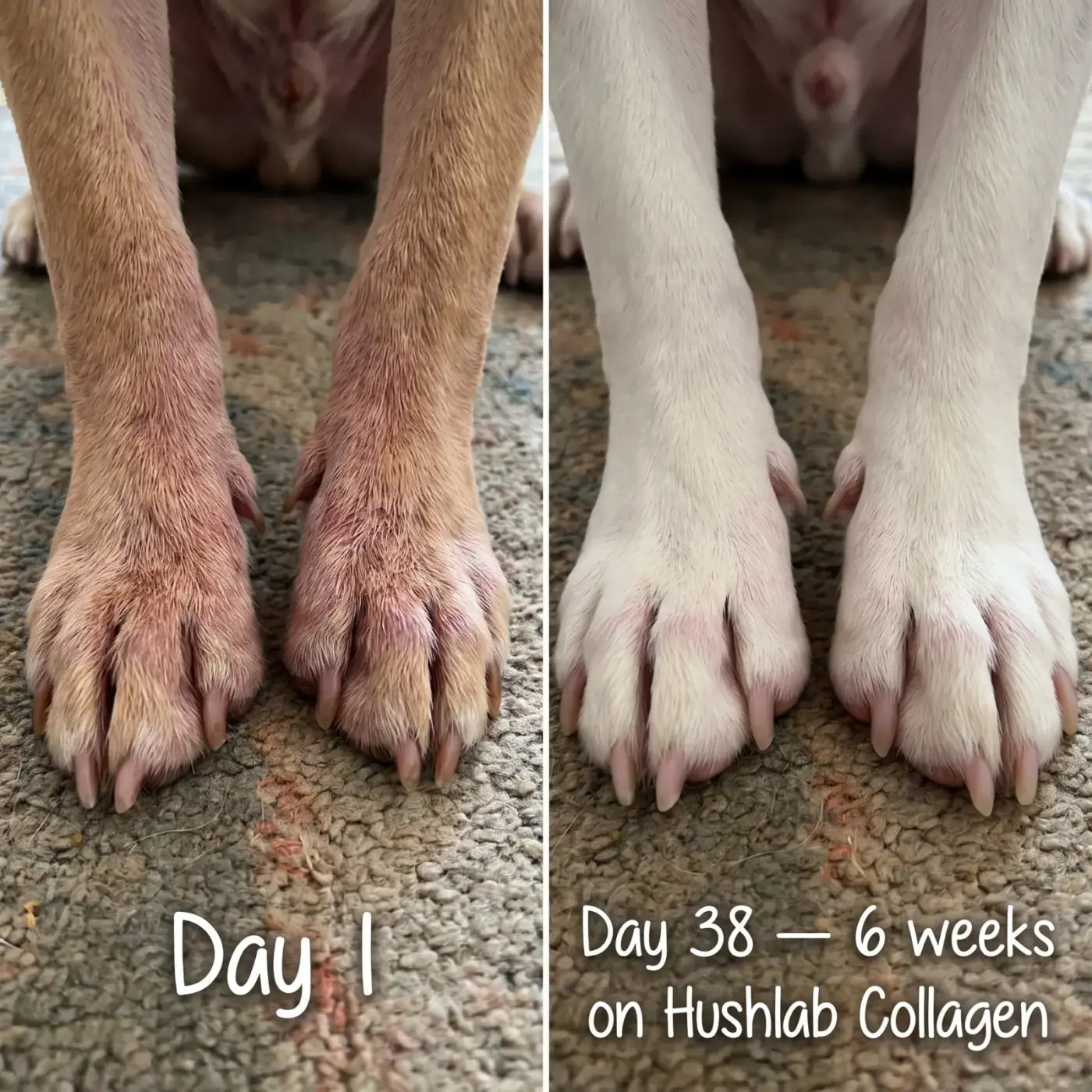 Hushlab Liquid Collagen image 4