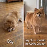 Hushlab Liquid Collagen image 4