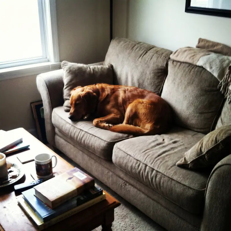 Sarah K. · Bella, Golden Retriever