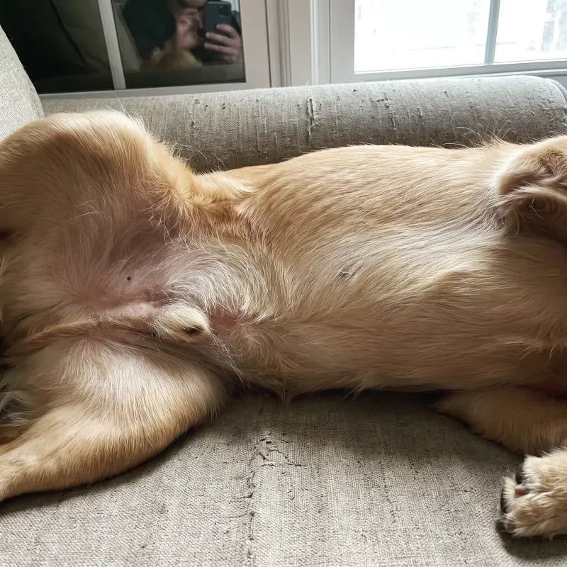 Linda M. · Charlie, Golden Retriever